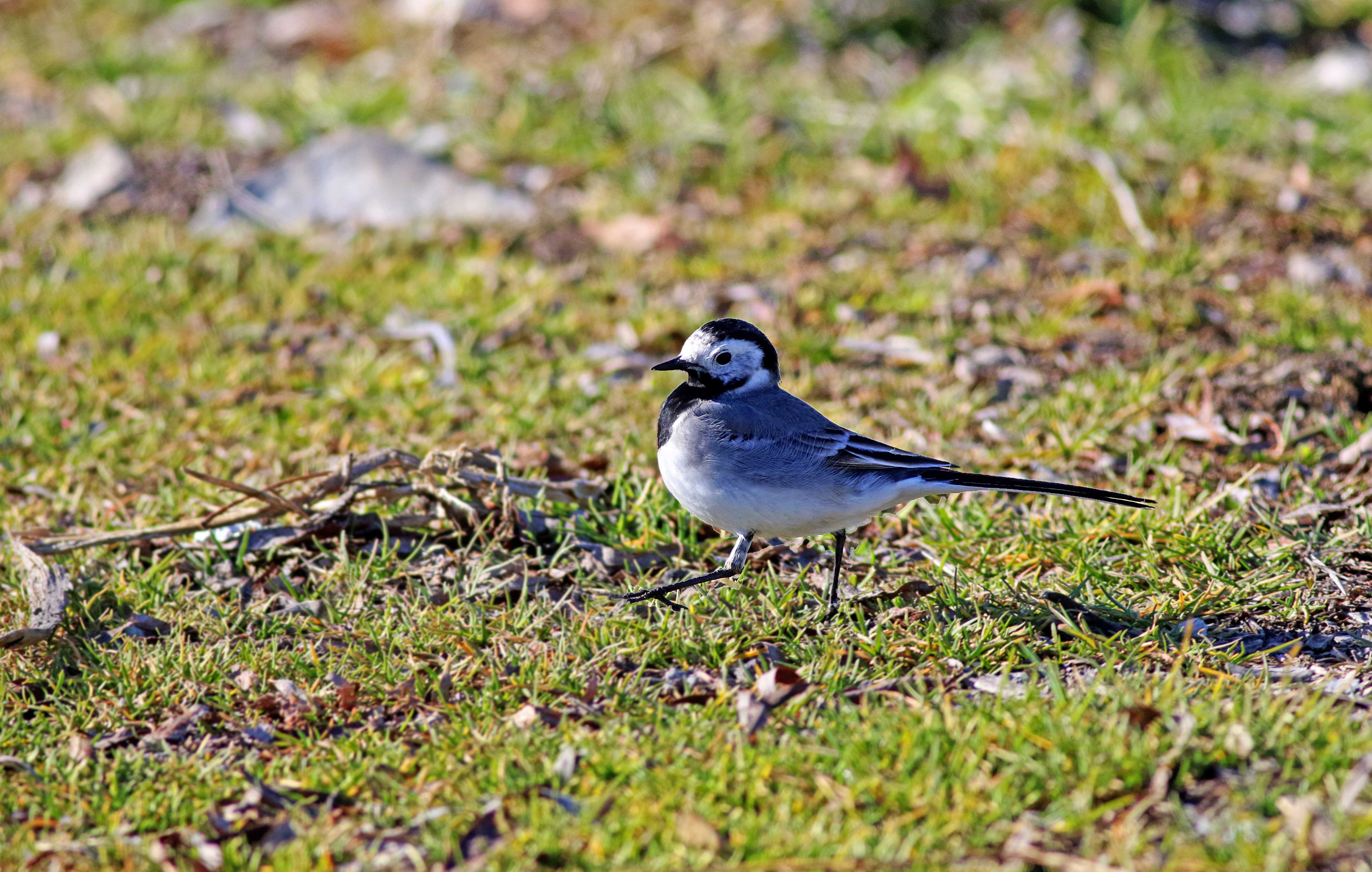 White Wagtail